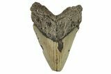 Serrated, Fossil Megalodon Tooth - North Carolina #294543-1